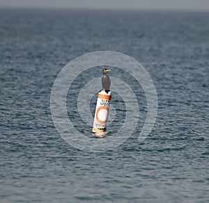 Double-crested Cormorant Perched On Marker Buoy