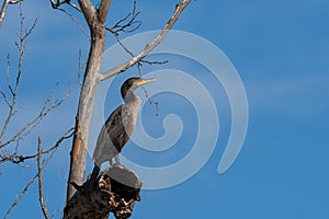 Double-crested Cormorant perched overhead on a dead branch