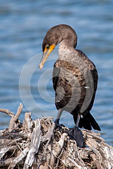 The Double-crested Cormorant Perching on the Driftwood at Lagoon