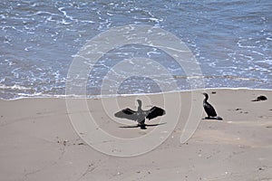 Double-crested cormorant, Phalacrocorax auritus, 1.