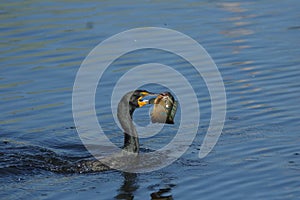 Double Crested Cormorant - Phalacrocorax auritus