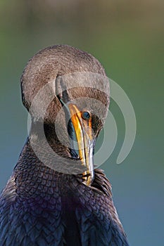 Double Crested Cormorant - Phalacrocorax auritus