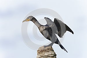 Double-crested cormorant, phalacrocorax auritus