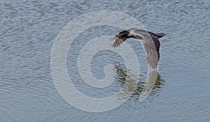 Double-crested Cormorant, Phalacrocorax auritus