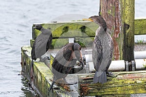 Double-crested Cormorant, BrandtÃ¢â¬â¢s Cormorant, and Pelagic Cormorant photo
