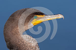 Double Crested Cormorant Portrait photo
