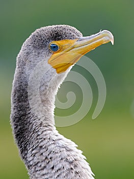 Double-crested Cormorant portrait