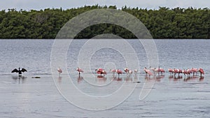 Double-Crested Cormorant and Roseate Spoonbills, J.N. Ding D