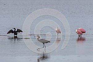 Double-Crested Cormorant and Roseate Spoonbills, J.N. Ding D