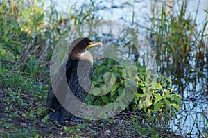 Double-crested cormorant sitting on the bank of the river.