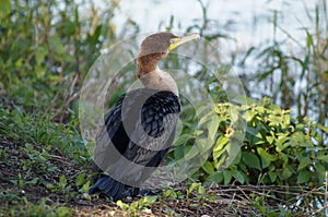 Double-crested cormorant sitting on the bank of the river.