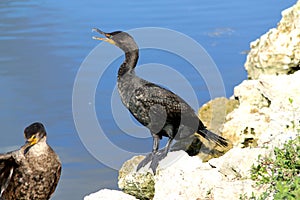 Double-crested Cormorant sitting on river shore - Everglades National park - Florida - USA