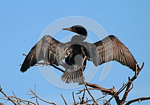 Double-crested cormorant photo