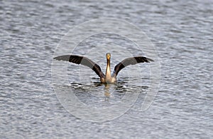 Double-crested cormorant stretching its wings on the water surface. Nannopterum auritum.