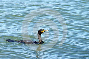 Double crested cormorant swimming