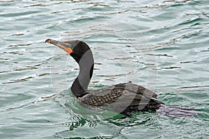 Double Crested Cormorant swimming in the Alamitos Bay near Long Beach California