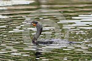 Double-crested cormorant swimming before diving for a fish.