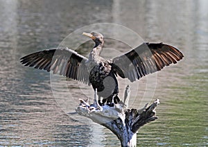 Double-Crested Cormorant photo