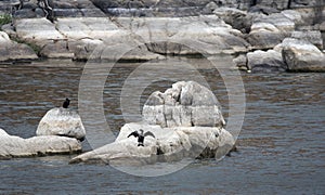 Double- crested Cormorant bird, Granite Dells Lake Watson