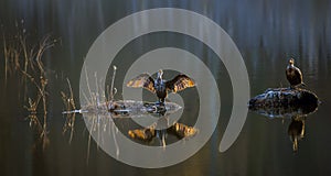 Double-Crested Cormorants on a Chesapeake Bay pond enjoying the