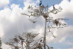 Double-crested Cormorants Nesting photo