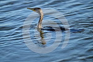 A double-crested Cormorants  surfaced from a dive photo