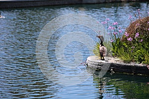 Double Crested Cororant bird enjoys a spring day in a duck pond