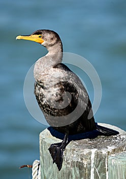 Double Crester Cormorant #2