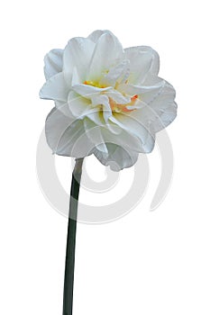 Double Daffodil isolated on white background. White Narcissus Replete