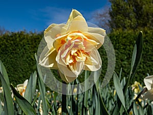 Double Daffodil (Narcissus) 'Flower Parade' with double white blooms with orange petals in the center