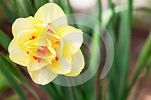 Double Daffodil Narcissus x hybridus in park. Blooming Narcissus in the garden close-up. shallow depth of field