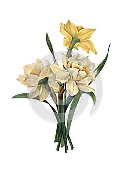 Double Daffodils Flower Illustration photo
