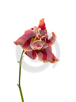 Double daylily flower with a bright rim on a white background is