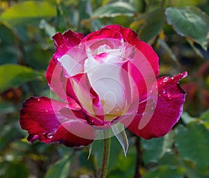 Double Delight Hybrid Tea Rose in Bloom.