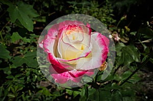 Double Delight Rose