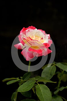 Double delight rose