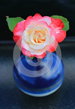 Double Delight Rose in a Blue Vase