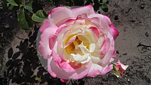 Double delight rose