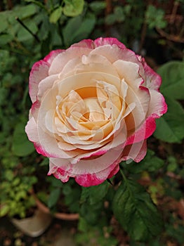 Double delight rose. Evening first day blooming