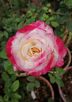 Double delight rose. Evening first day blooming