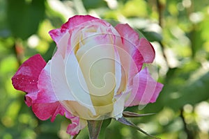 Double Delight Rose Flower