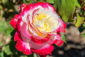 Double Delight rose flower in Australia