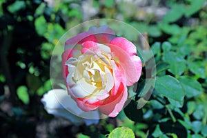 Double Delight Rose