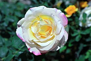 Double Delight Rose