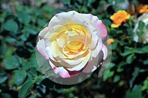 Double Delight Rose