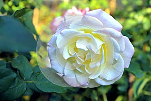 Double Delight Rose
