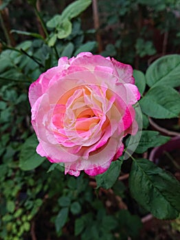 Double delight rose. Second day blooming