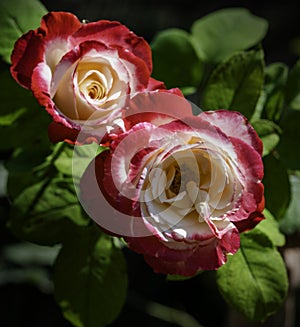 Double delight roses, photographed in Bloemfontein, South Africa.