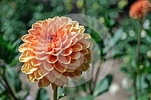 Double Dhalia flower photo