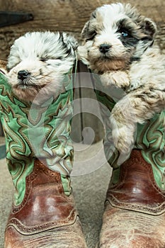 Double dose of cuteness